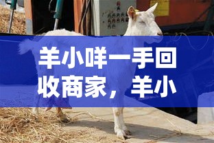丹东东港网红打卡点在哪，丹东东港主播排行榜2025